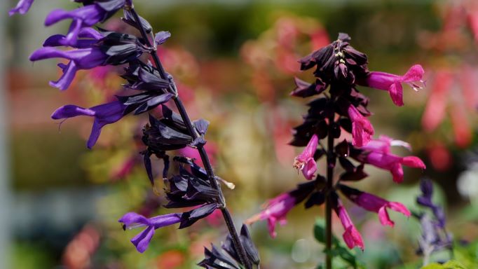 Get It Growing: The Summer of Salvias